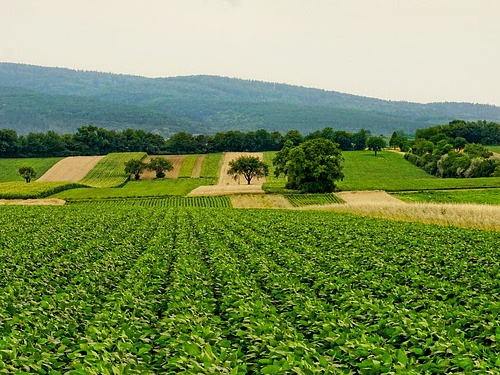 agricultura2