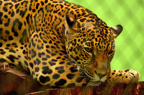 jaguar500x331