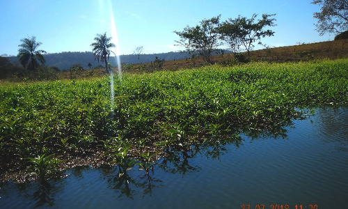 plantasAquaticas500x375